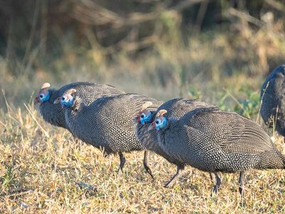 Guineas