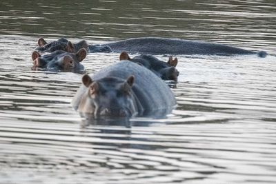 Hippos