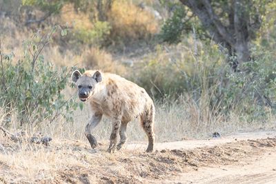 Hyena