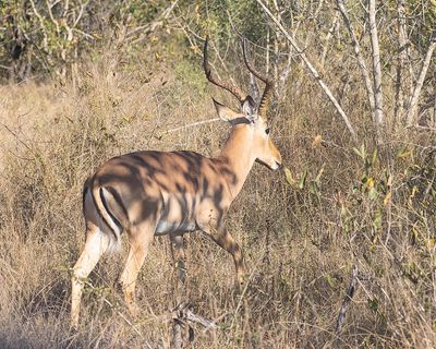 Impala Buck