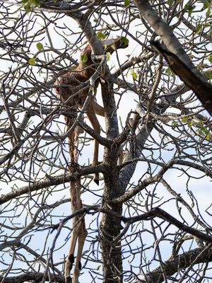Impala Carcass in Tree
