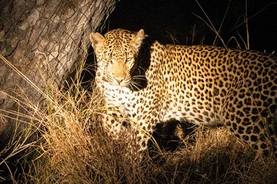 Leopard at Night