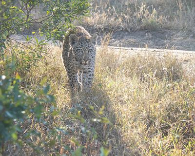 Leopard Cub