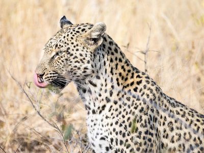 Leopard Licking Chops