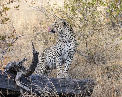 Leopard on Log w Tongue