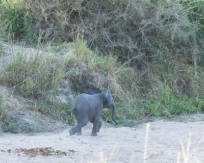 Little Elephant Running