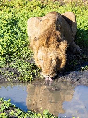 Male Lion Drinking