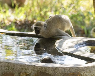 Monkey at Pond