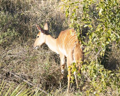 Nyala