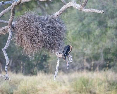 Weaver Nest