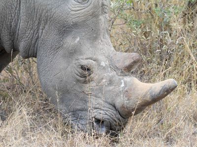 White Rhino