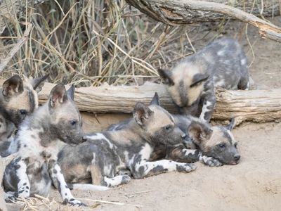 Wild Dog Puppies