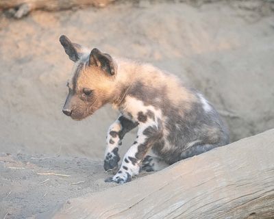 Wild Dog Puppy Leaving Den