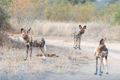 Wild Painted Dogs