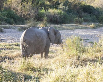 Young Elephant