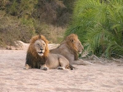 Young Male Lions