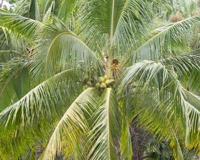 Coconuts