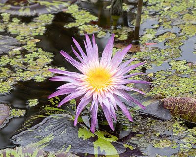 Purple Lily