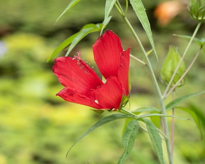 Red Flower