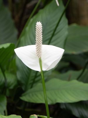 White Flower