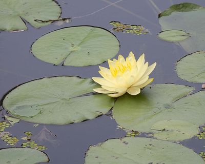 Yellow Lily