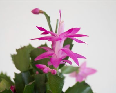 Christmas Cactus