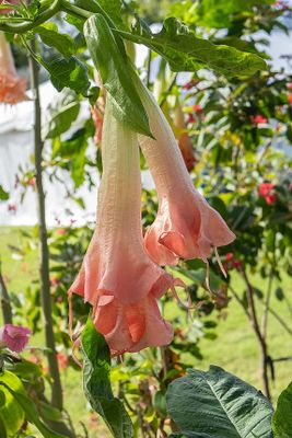 Angel Trumpet