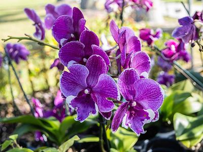 Purple Orchid