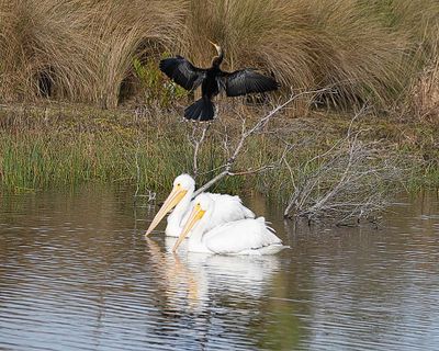 Anhinga n White Pelicans