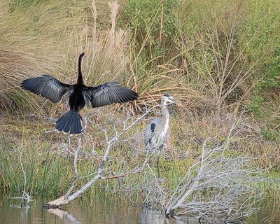 Anhinga n Great Blue Heron