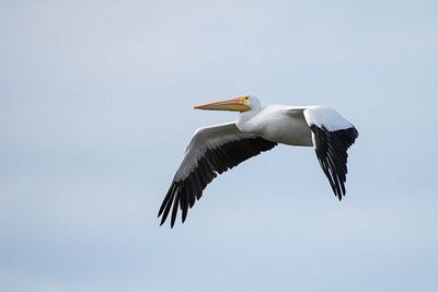 White Pelican Flying