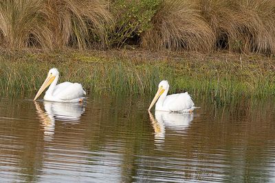 White Pelicans