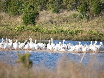 White Pelicans