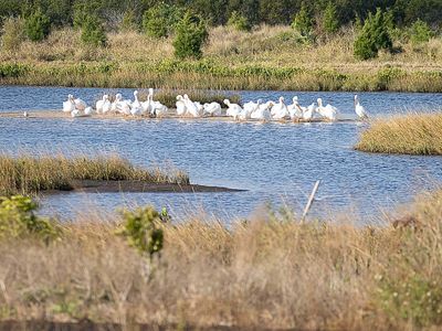 White Pelicans