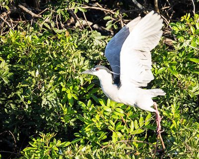 Black Crown Night Heron Taking Off