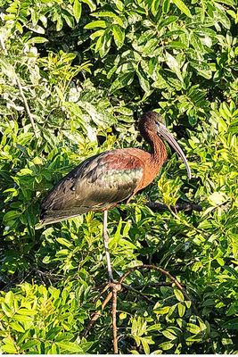 Glossy Ibis Portrait