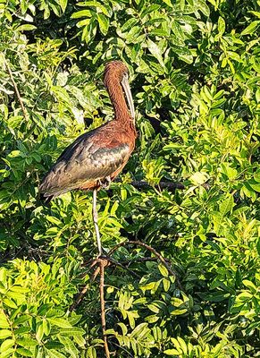 Glossy Ibis