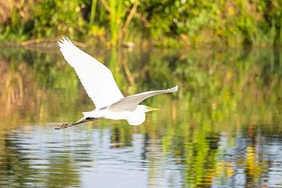 Great Egret Flying