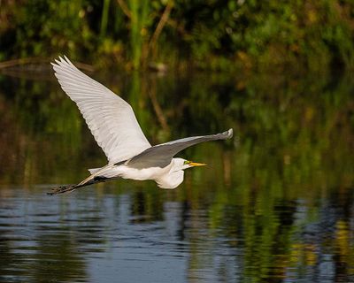 Great Egret Flying