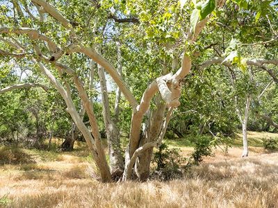 Sycamore Tree-5140011.jpg