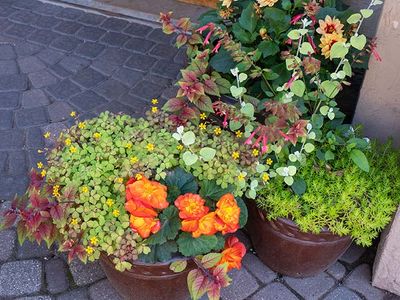 Flower Pot