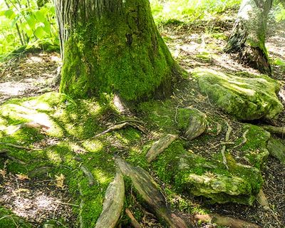 Mossy Tree