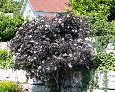 Pretty Bush-7010243.jpg
