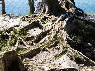Roots