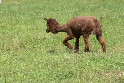 LLama