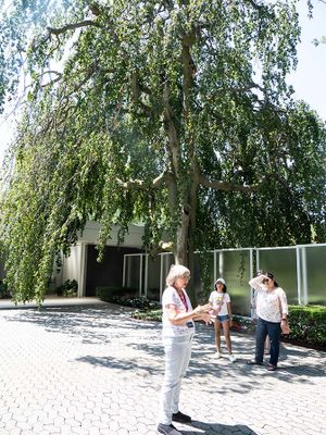 Weeping Beech Tree