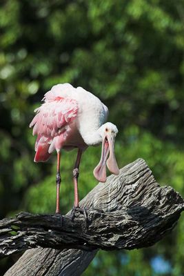 Wading Birds