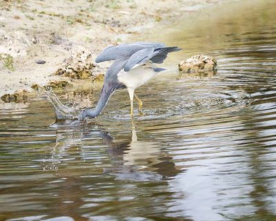 Tri Color Grabbing for Minnows