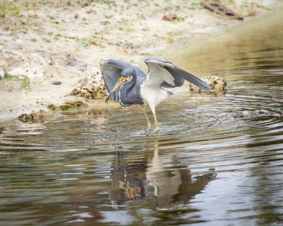 Tri Color Searching for Minnows