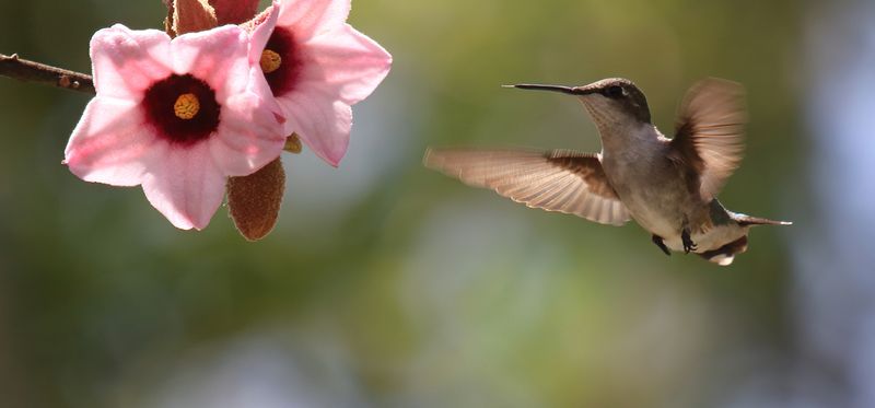 hummingbirds